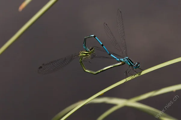 Dragonfly Heart