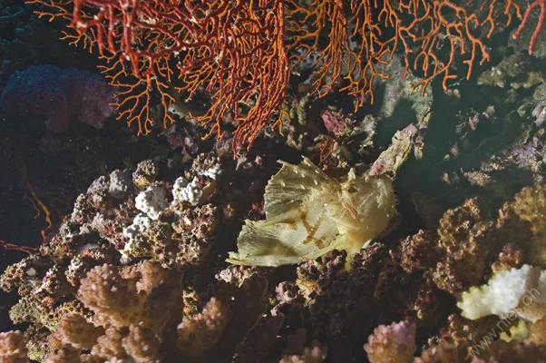 Scorpionfish