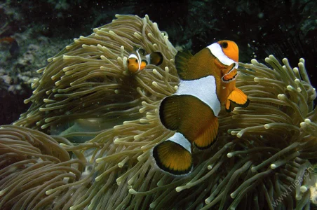 Clownfish