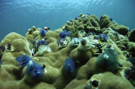 Christmas tree worms