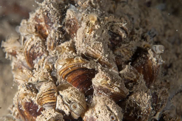 Zebra mussels