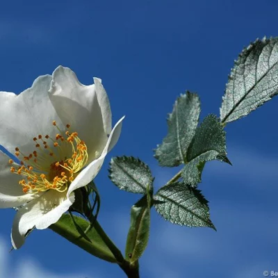 Rose Hip Blossom