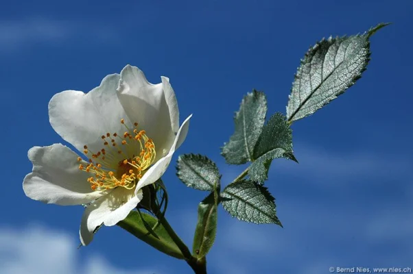 Rose Hip Blossom