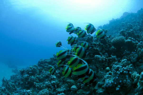 Red Sea Bannerfish