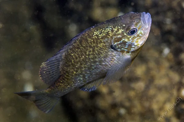 Pumpkinseed Sunfish