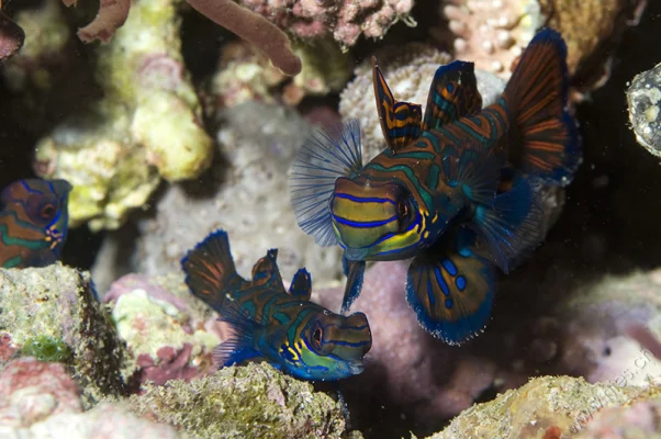 Three Mandarin Fish