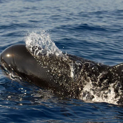 Snorting Pilot Whale