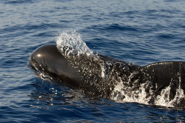 Snorting Pilot Whale