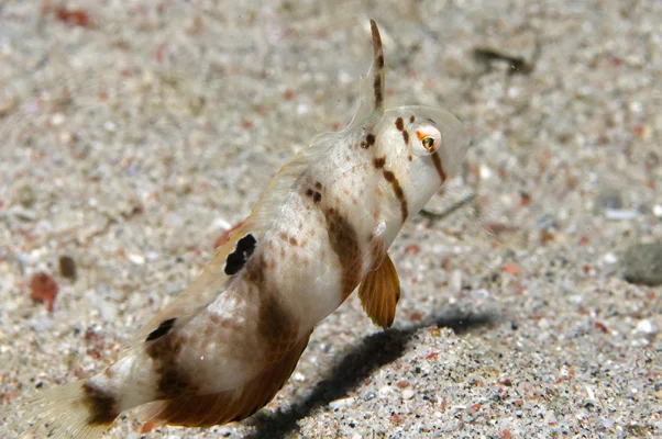 Razor Wrasse