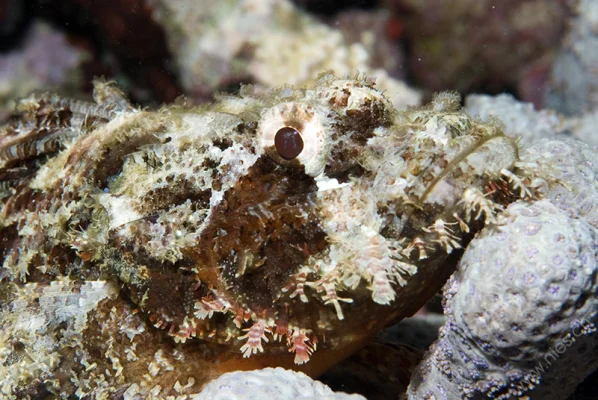 Scorpion Fish