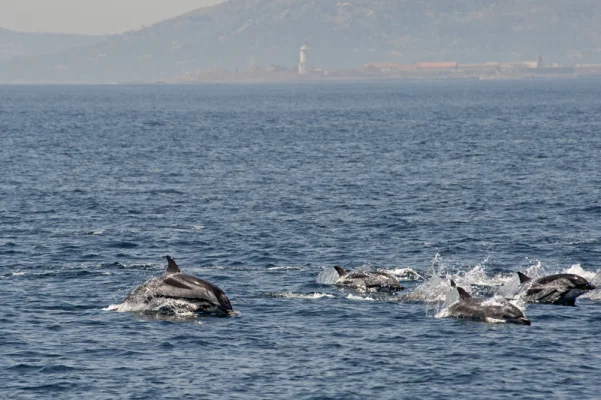 Striped Dolphins