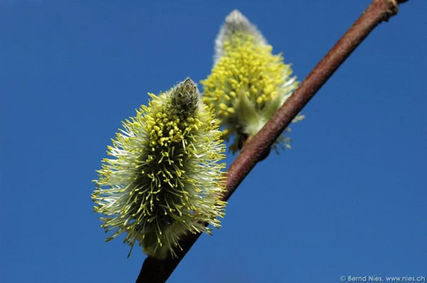 Pussy willow