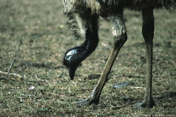 Emu