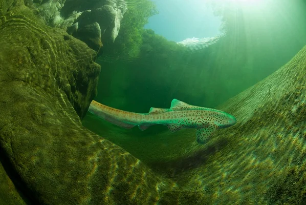 Hommingberg Gepard Trout