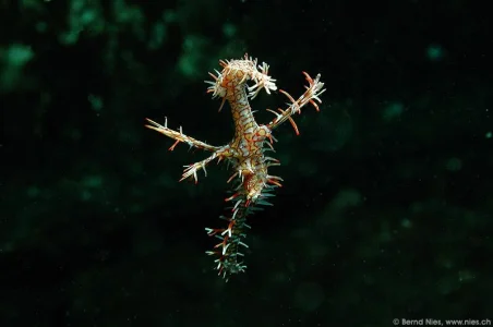 Ghost Pipefish