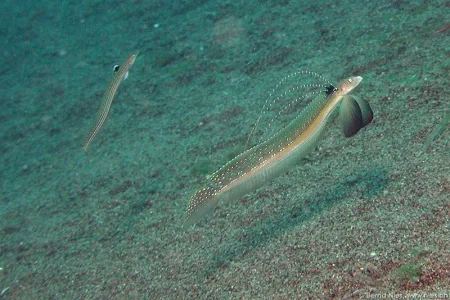 Sand diver