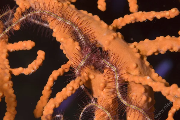 Brittle Star