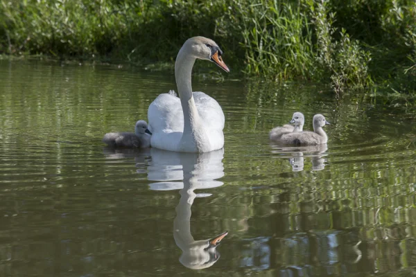 Swan with Chicks