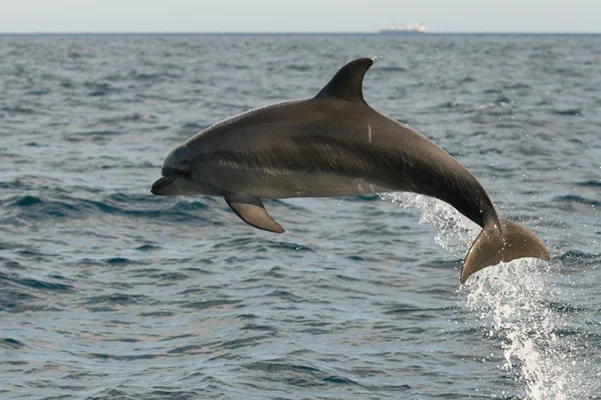 Bottlenose dolphin jumping