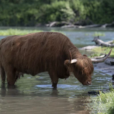 Highland Cow in Water