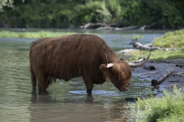 Hochlandrind im Wasser