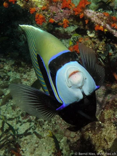 Emperor angelfish