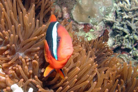 Dusky Anemone Fish