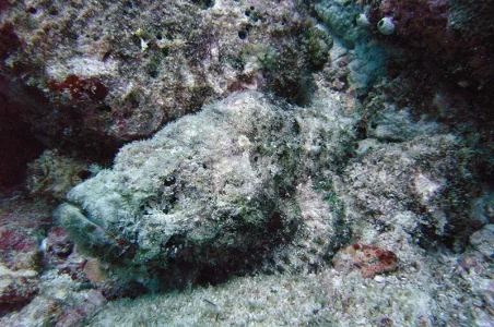 Scorpion fish