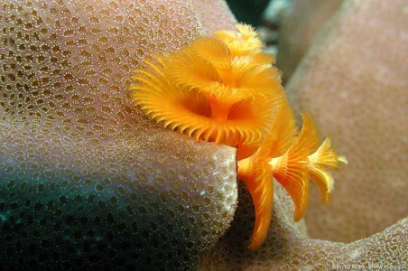 Christmas Tree Worm 3