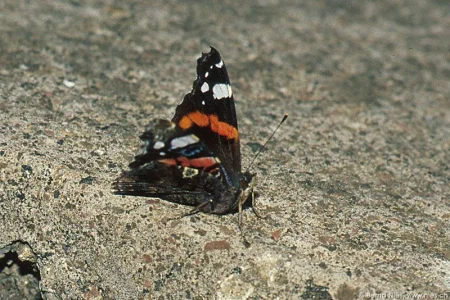 Schmetterling