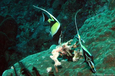 Moorish Idol Fish