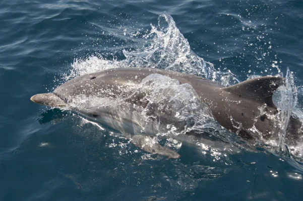 Striped Dolphin