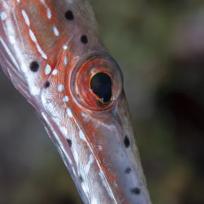 Auge eines Trompetenfisches