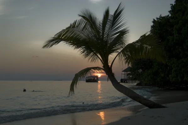 Sonnenuntergang mit Palme