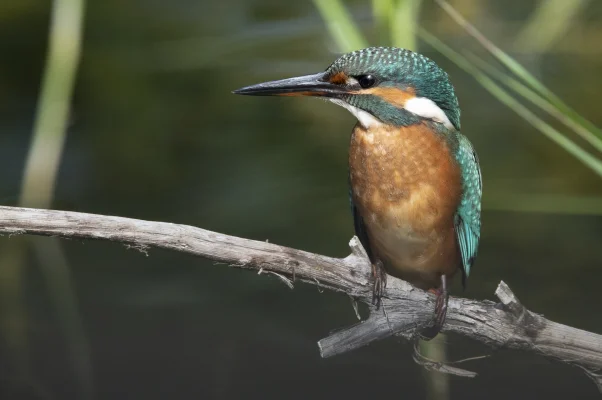 Kingfisher