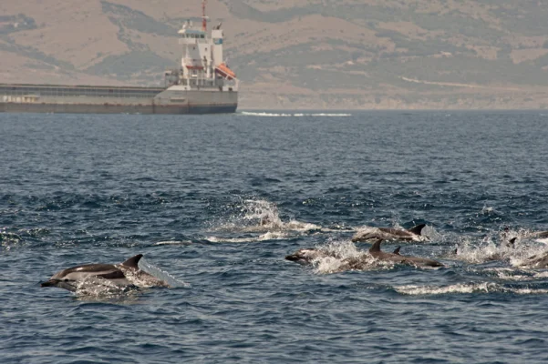 Striped Dolphins