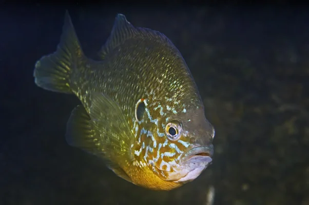 Pumpkinseed Sunfish