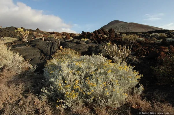 Lava Field