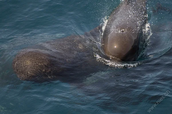 Pilot whales