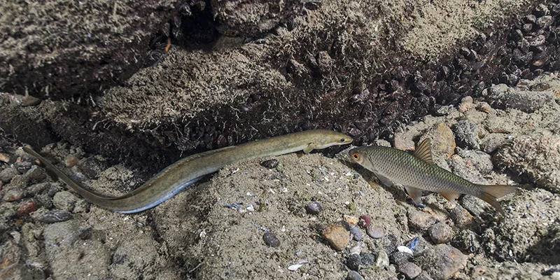 European eel