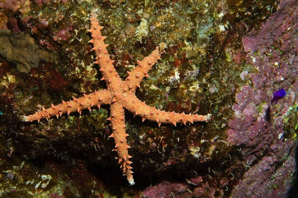 Egyptian Sea Star