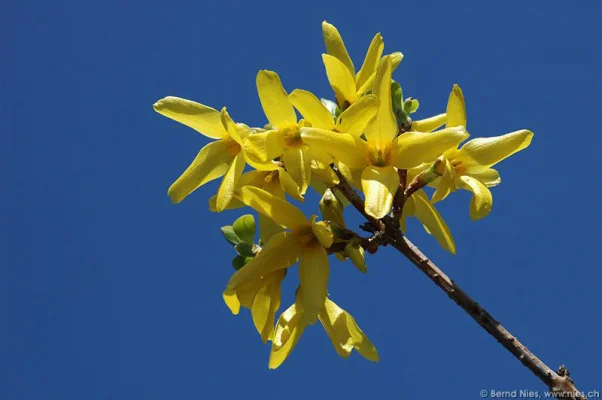 Forsythien