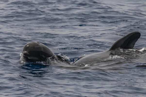 Pilot whale