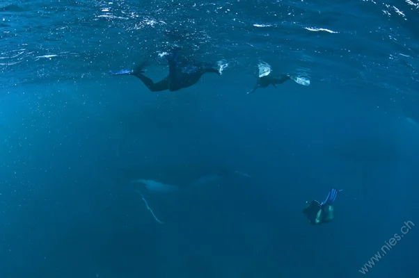 Humpback whales