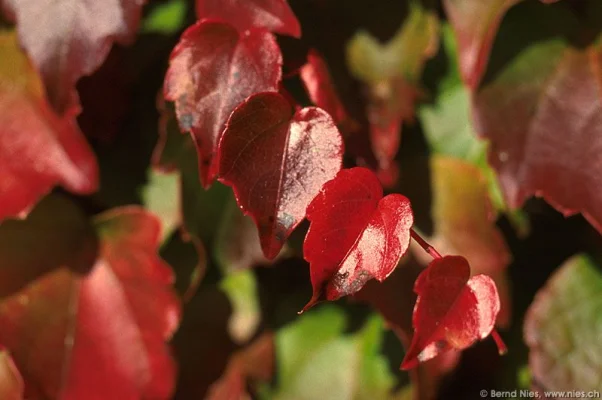 Wine Leaves