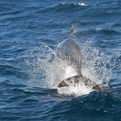 Jumping Bottlenose Dolphin