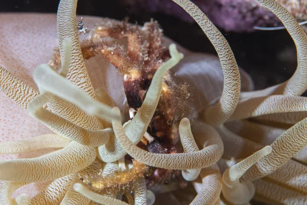 Crab with shrimp in anemone