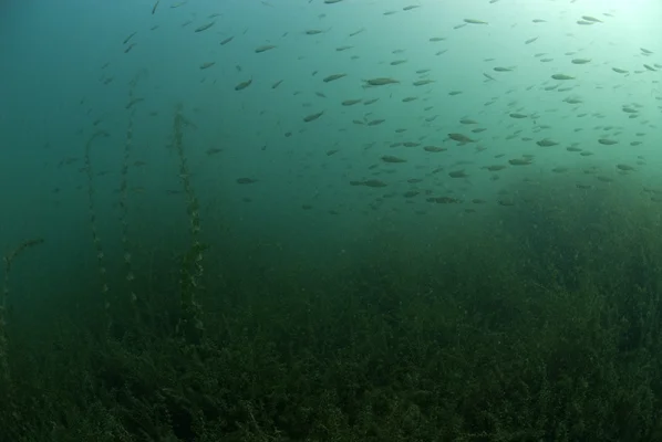 Perch Swarm