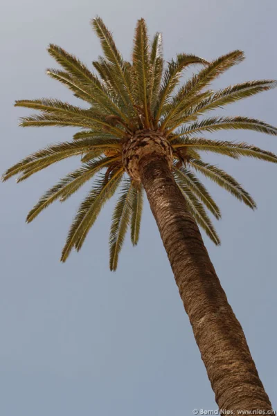 palm tree