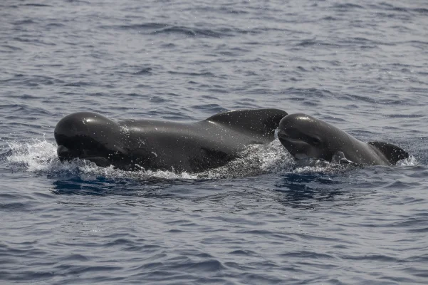 Pilot whales